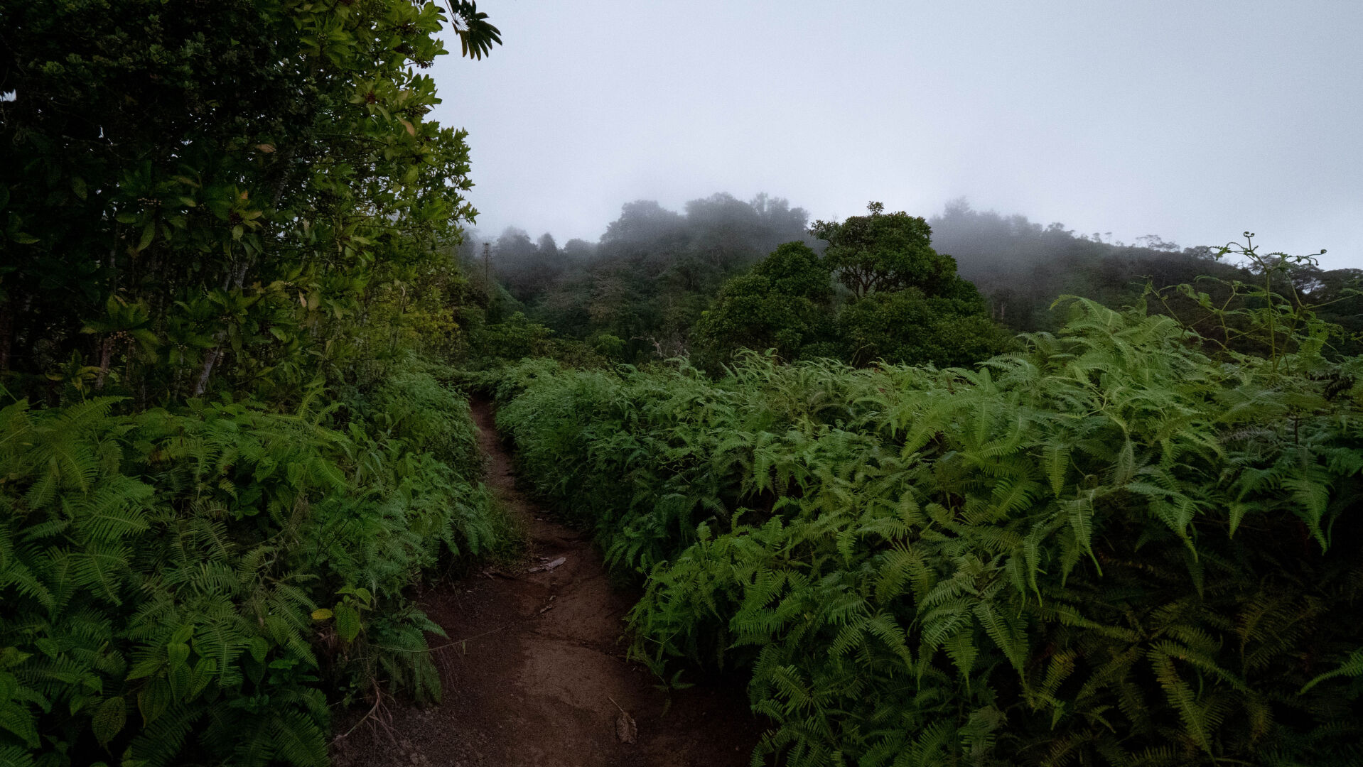 Conservation Conversation: Extinction Invasion